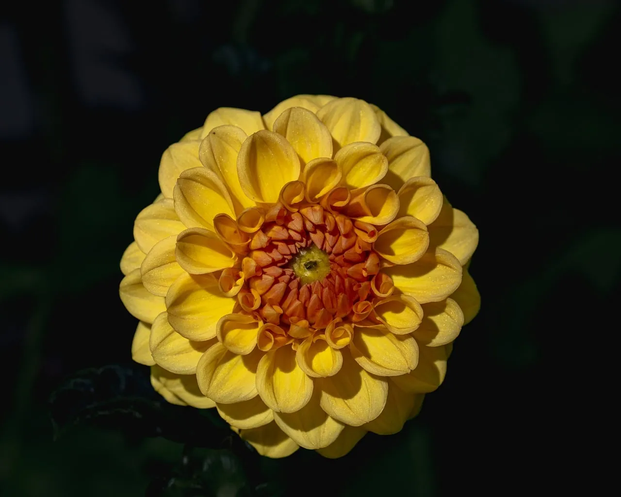 Vibrant Yellow Dahlia: A Macro Symphony of Petals