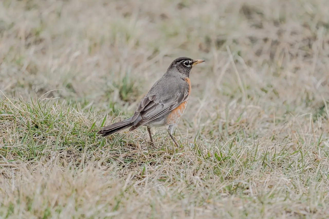 Vibrant American Robin Foraging in Early Spring Grass