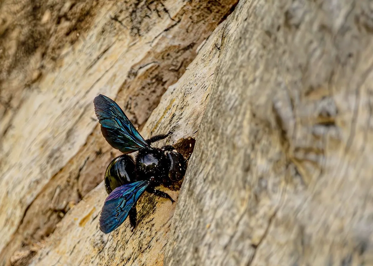 Stunning Macro: Black Carpenter Bee on Wood