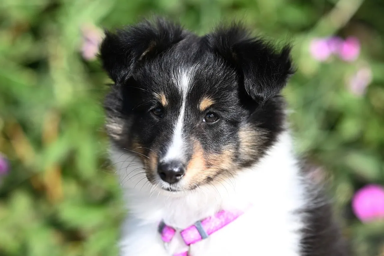 Adorable Tricolor Shetland Sheepdog Puppy Portrait Outdoors
