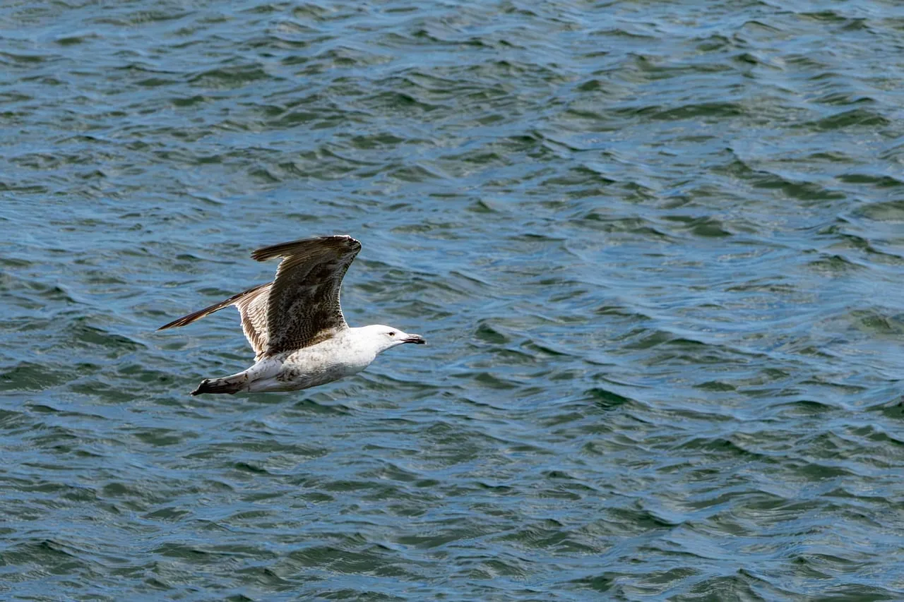 Graceful Seagull Soaring Over Sparkling Ocean Waves