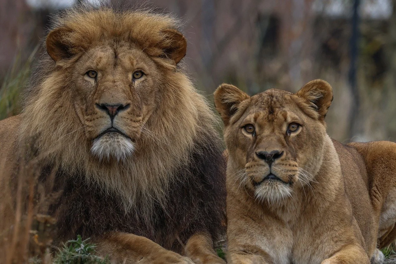 Majestic Lion Couple: Kings of the Wild Savanna