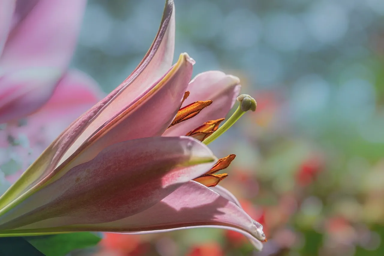 Stunning Pink Lily Macro: Spring's Delicate Embrace