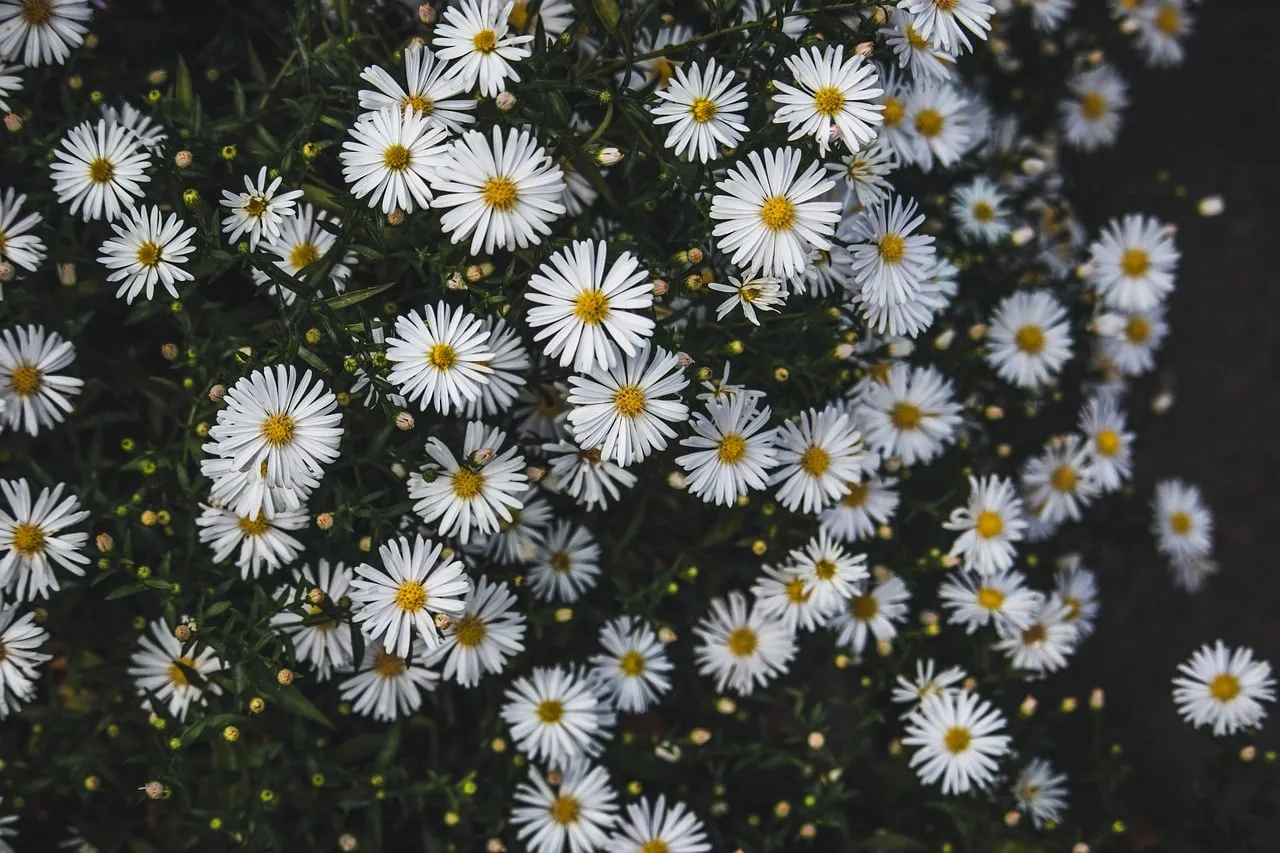 Stunning White Aster Field: Autumn's Delicate Floral Beauty