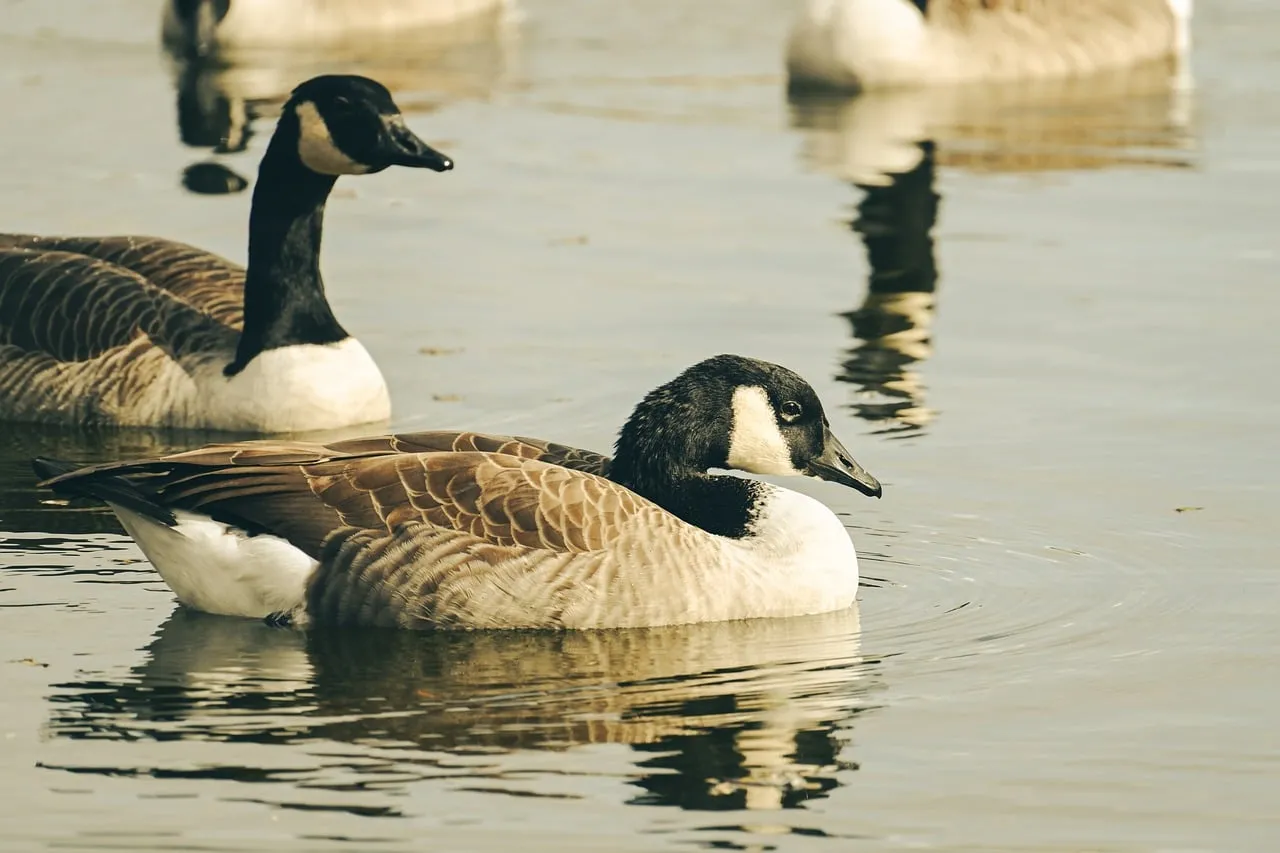 Serene Waterfowl: Elegant Geese Gliding on a Calm Lake
