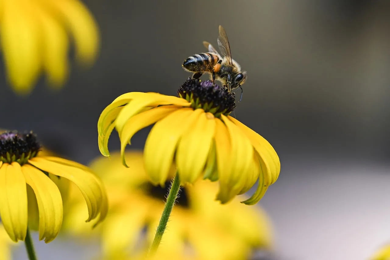 Vibrant Rudbeckia Pollination: A Honeybee's Golden Feast