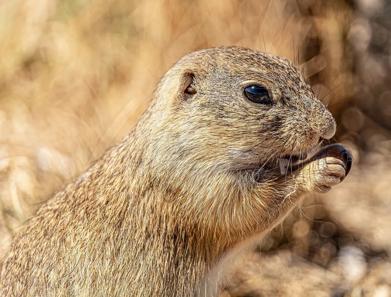Enchanting Close-Up: Ground Squirrel's Delightful Snack Time