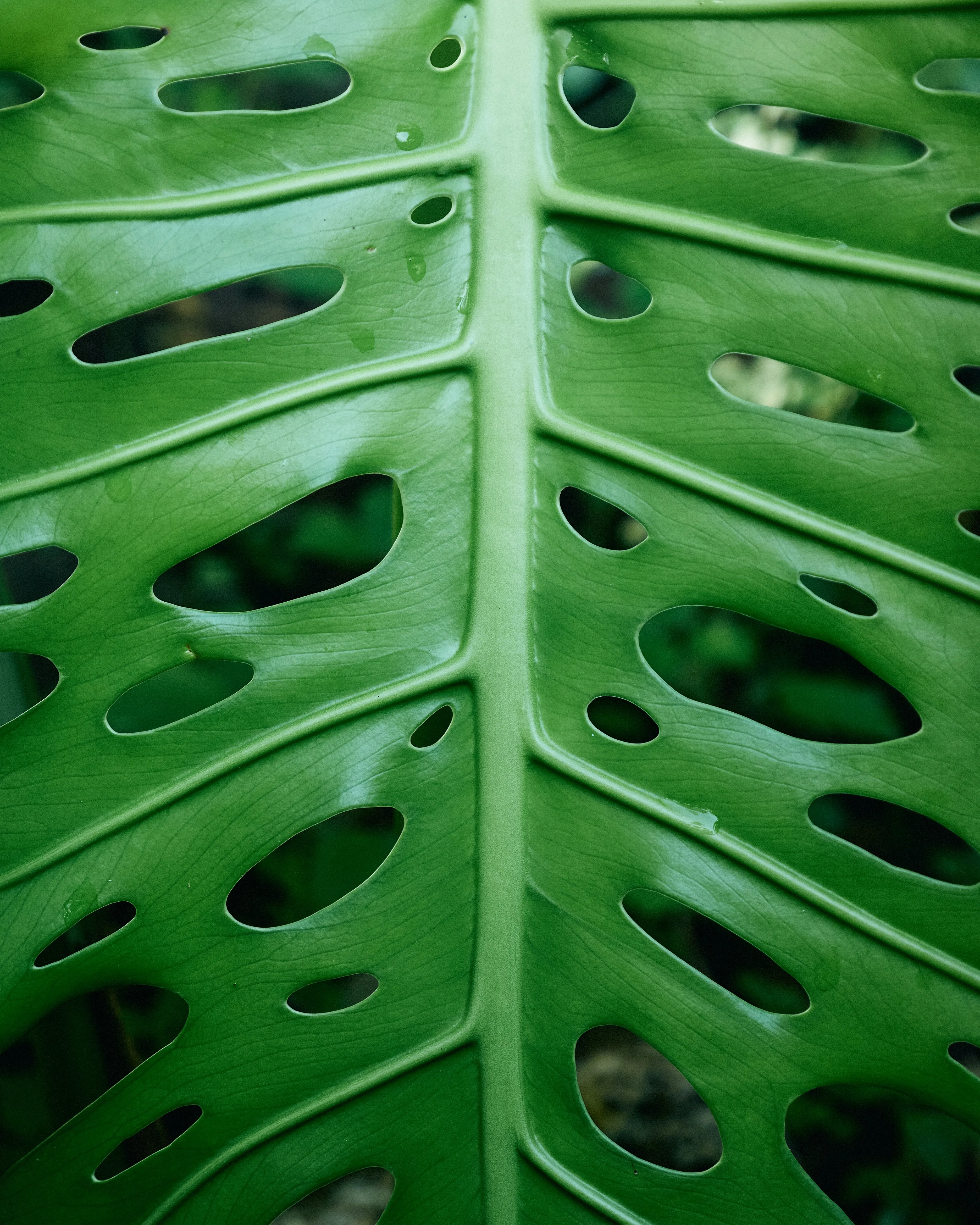 Vibrant Green Monstera Leaf: Nature's Intricate Pattern