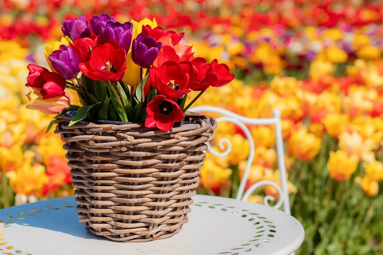 Vibrant Spring Tulip Basket Amidst a Blooming Field