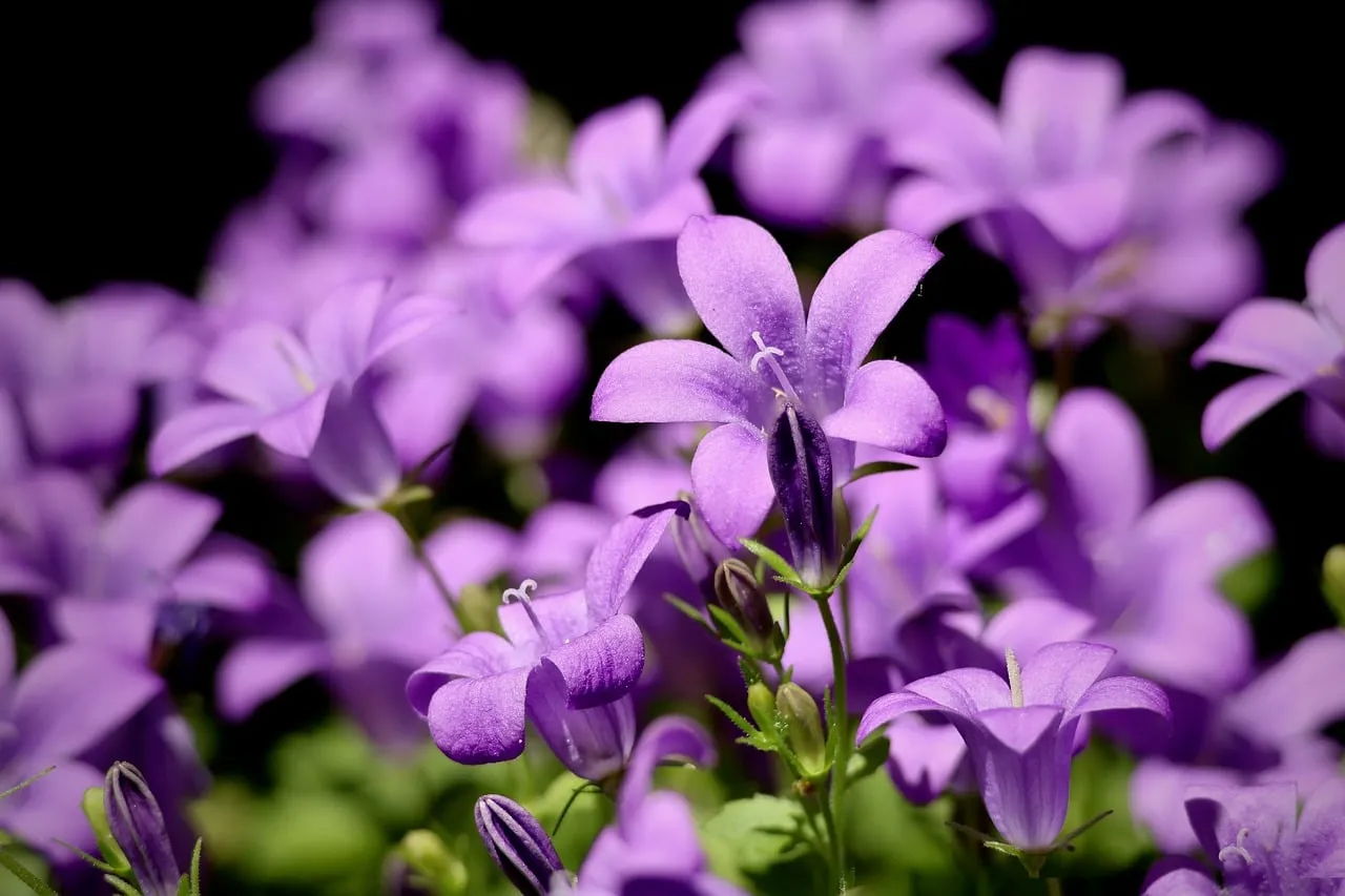 Vibrant Purple Bellflowers Blooming in Summer Garden