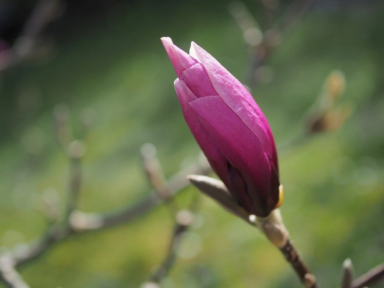 Vibrant Pink Magnolia Bud Unfurling in Spring Sunshine