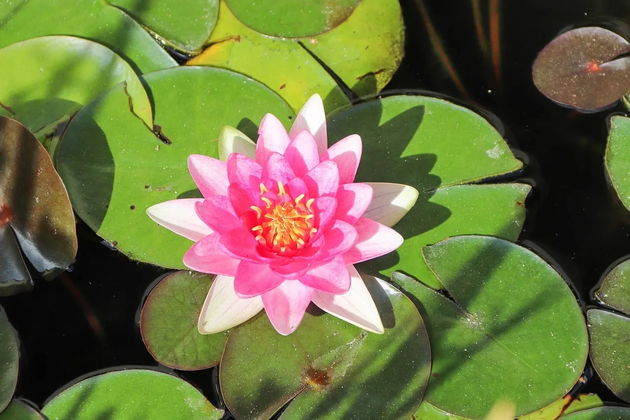 Vibrant Pink Water Lily: A Serene Pond's Jewel