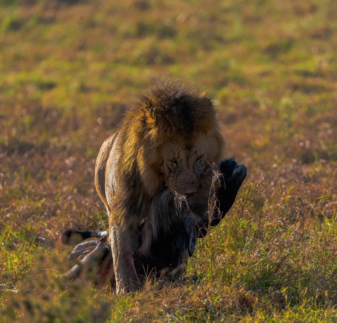 Majestic Lion Hunts: King of the Savanna's Raw Power