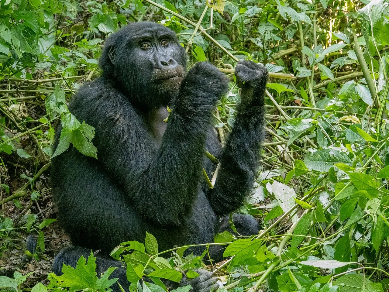 Majestic Gorilla: A Glimpse into Wild Rainforest Life