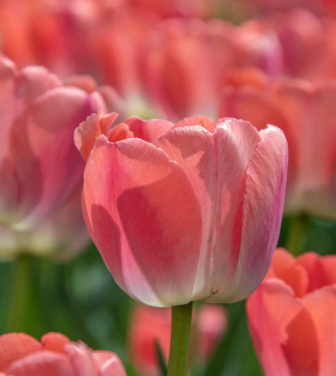 Vibrant Pink Tulips: Spring's Blooming Garden Elegance