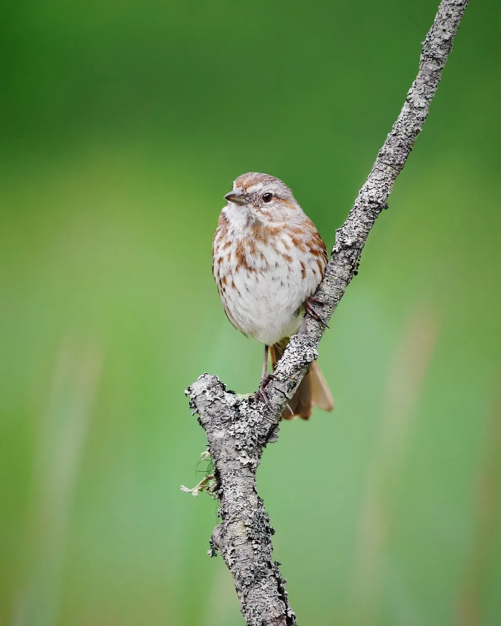 Charming Song Sparrow Perched on Branch, Nature's Serenade