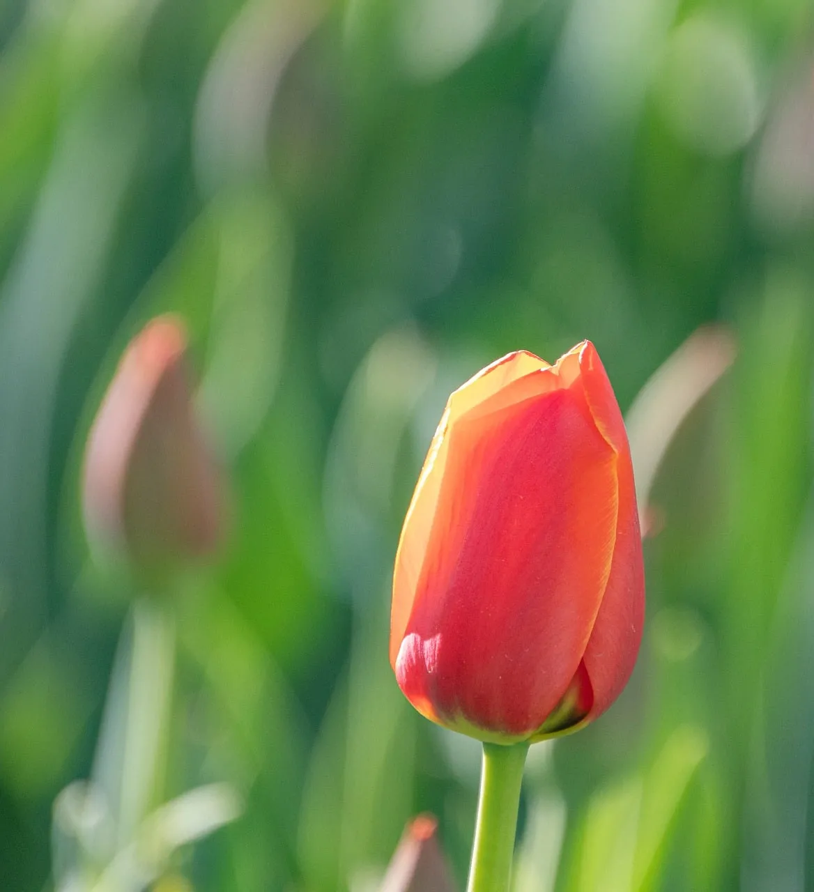 Vibrant Red Tulip Unfurls in Golden Sunlight