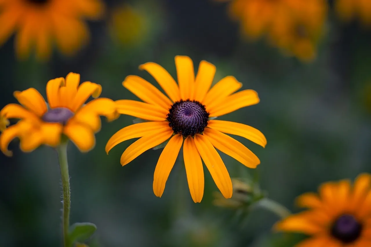 Vibrant Black-Eyed Susan: A Summer Garden's Golden Gaze