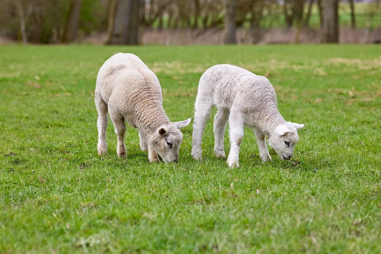 Charming Spring Lambs Graze in Lush Green Pasture