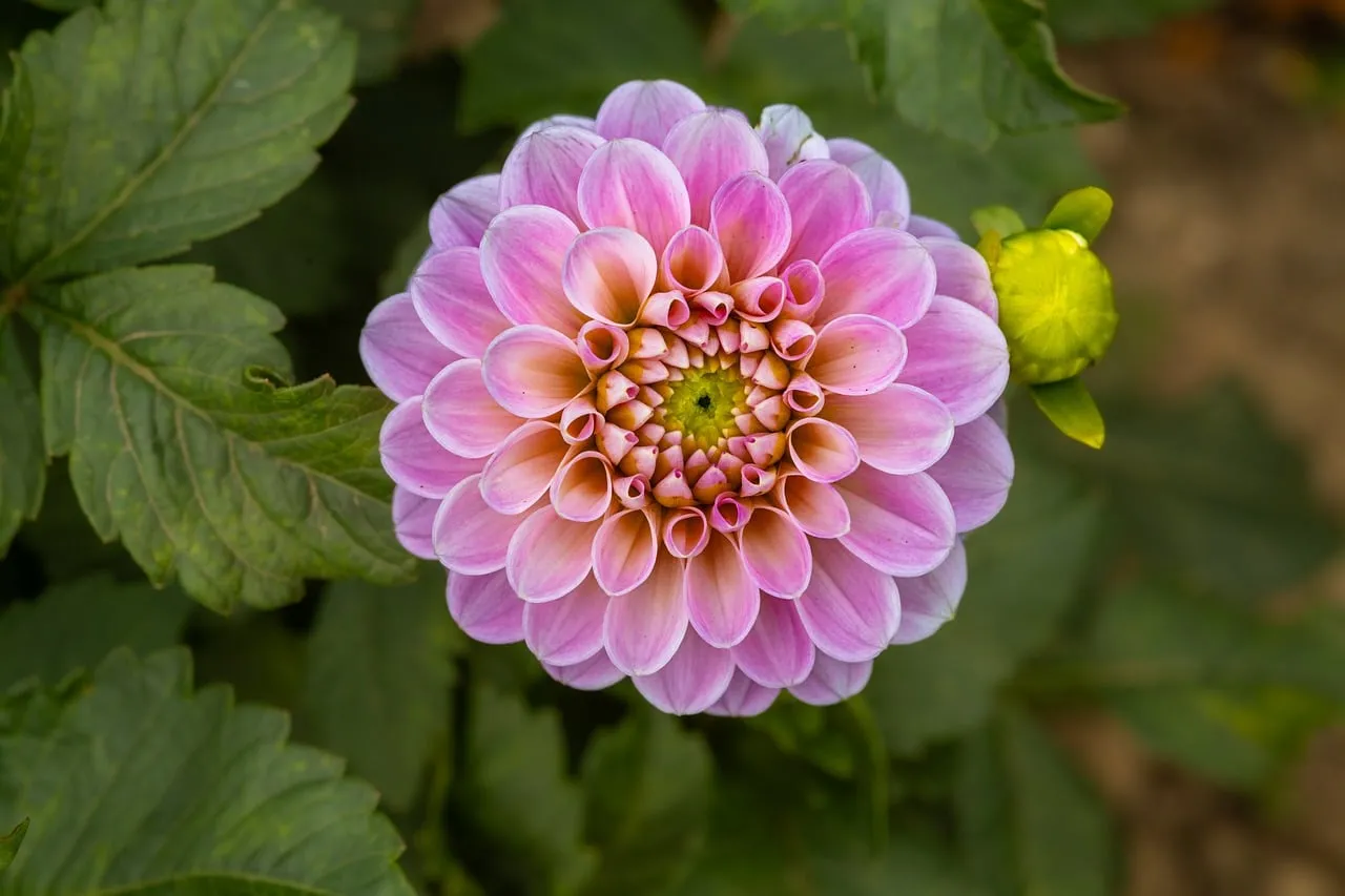 Stunning Pink Dahlia: A Macro Nature's Delight Wallpaper