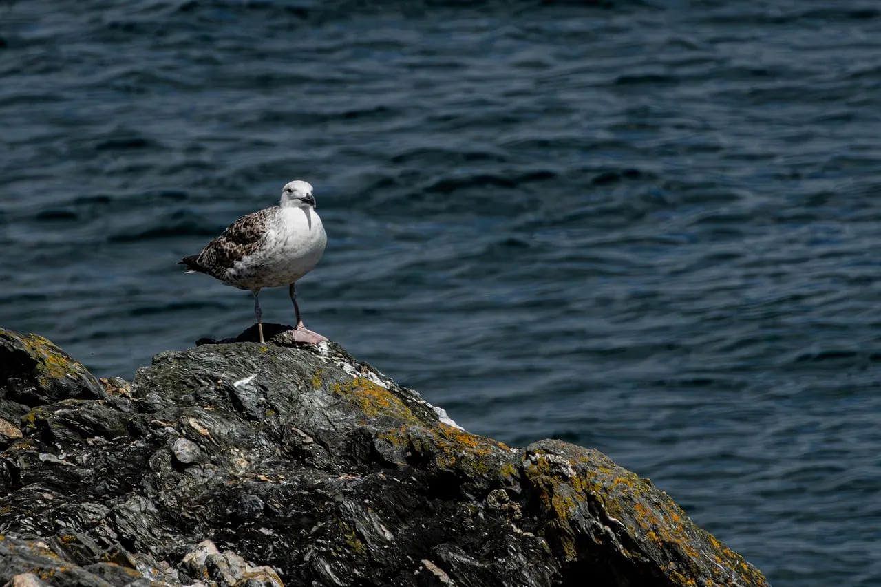 Majestic Seabird: Solitary Gull Surveys Azure Waters