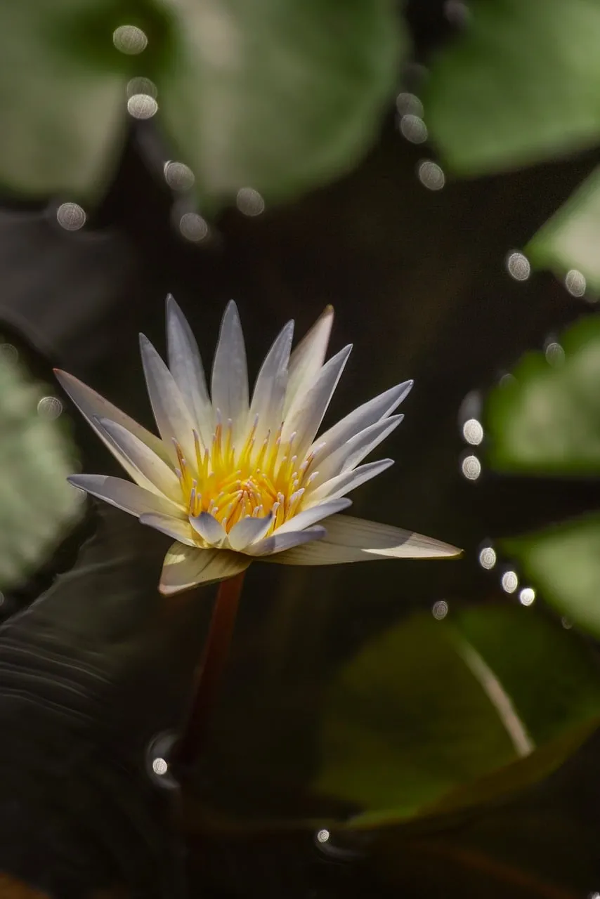 Stunning Water Lily: A Vision of Serenity