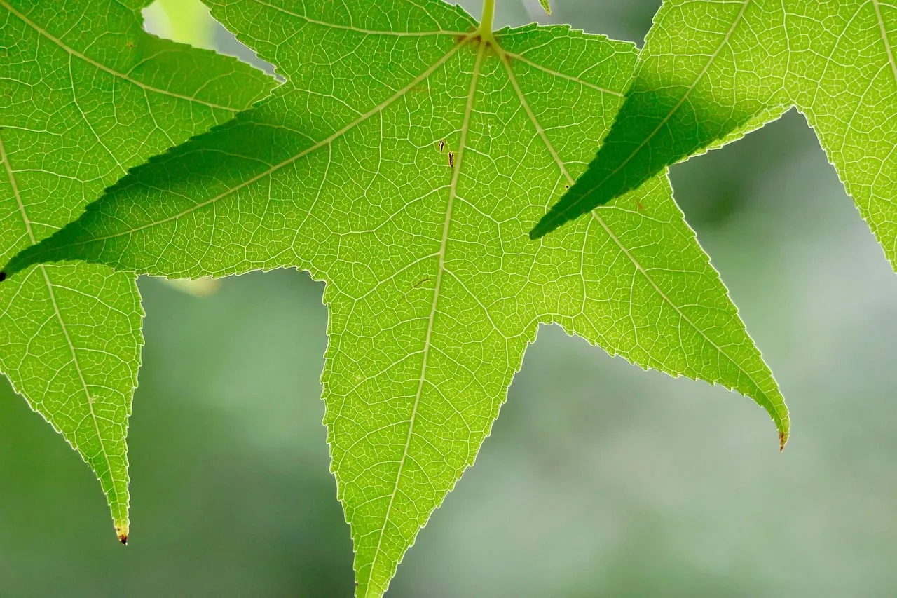 Vibrant Green Leaves: Nature's Intricate Macro Tapestry