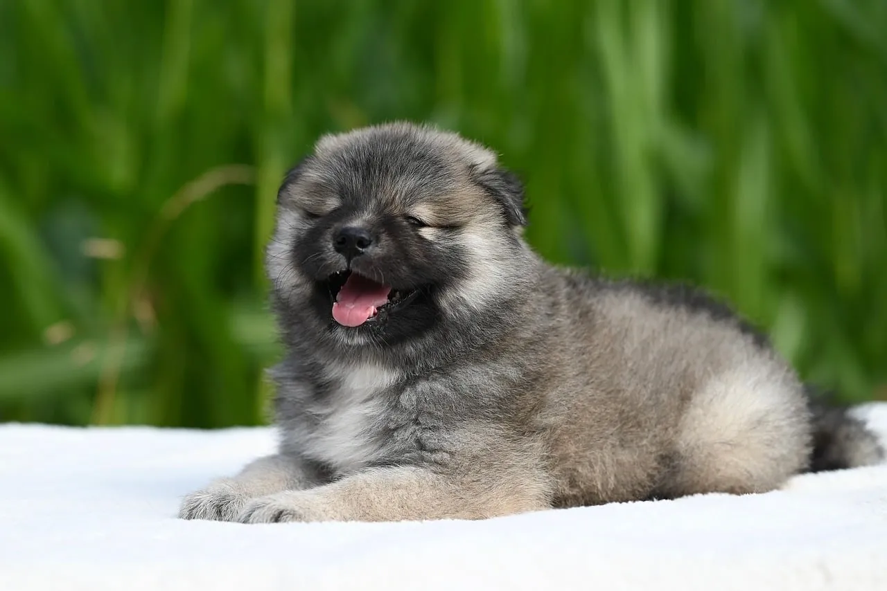 Adorable Eurasier Puppy: Fluffy Joy in Nature's Embrace