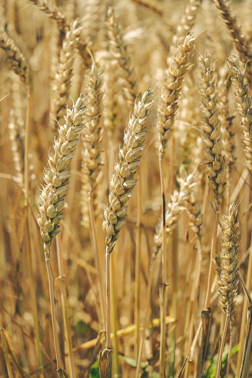 Golden Harvest: Sun-Kissed Wheat Fields Await
