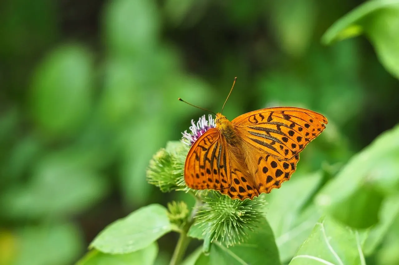 Vibrant Fritillary Butterfly on Purple Thistle