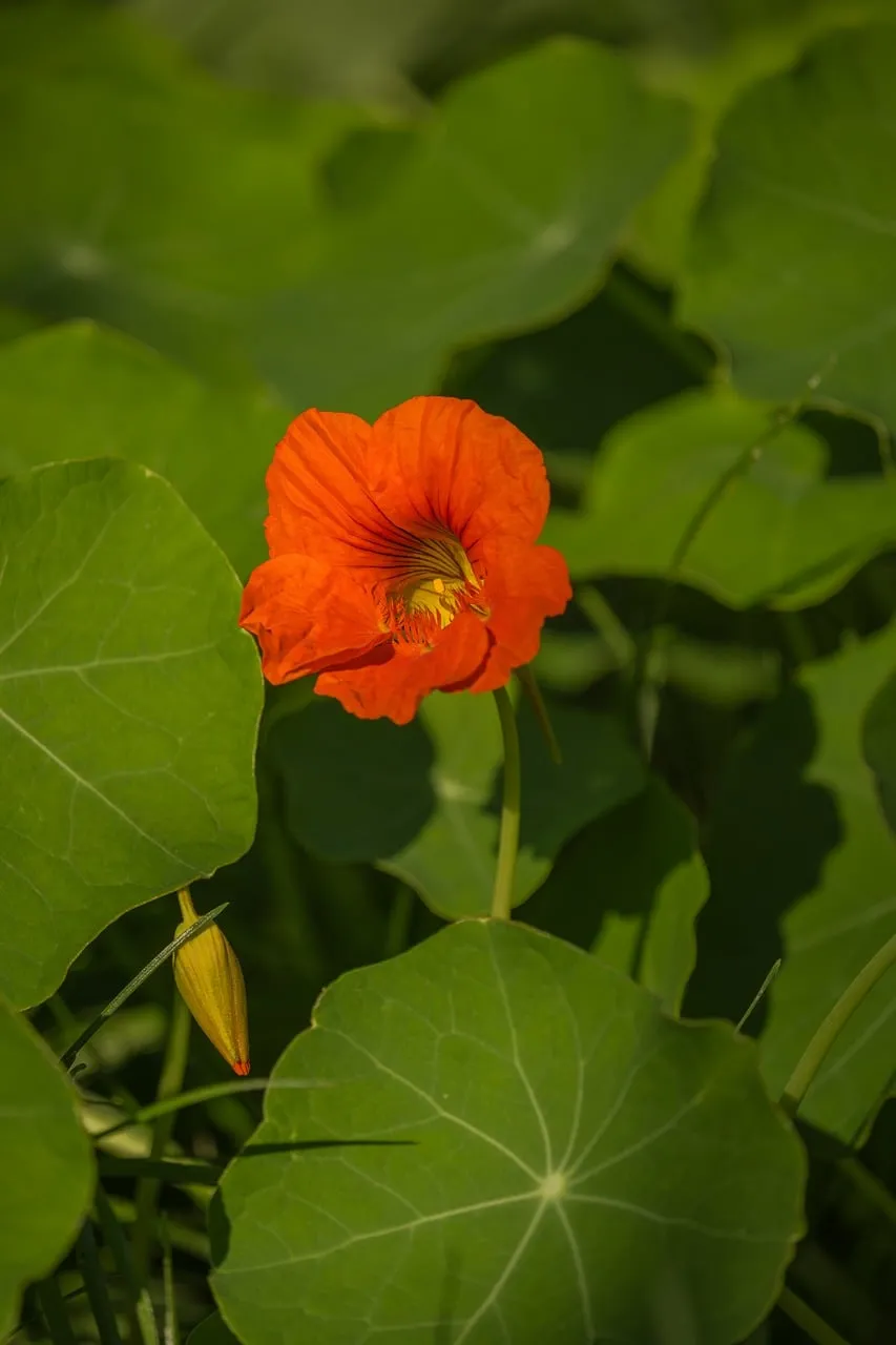 Vibrant Orange Nasturtium Blooms in Summer Sunlight