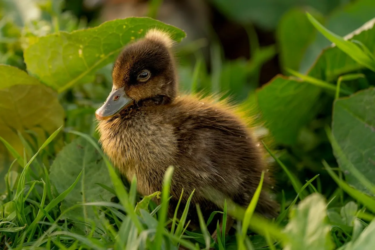 Adorable Fluffy Duckling in Lush Green Grass