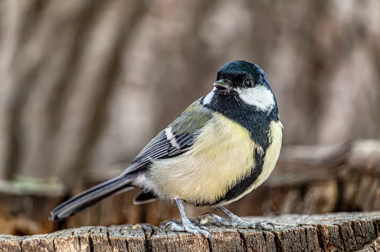 Vibrant Great Tit Perched on Old Wood