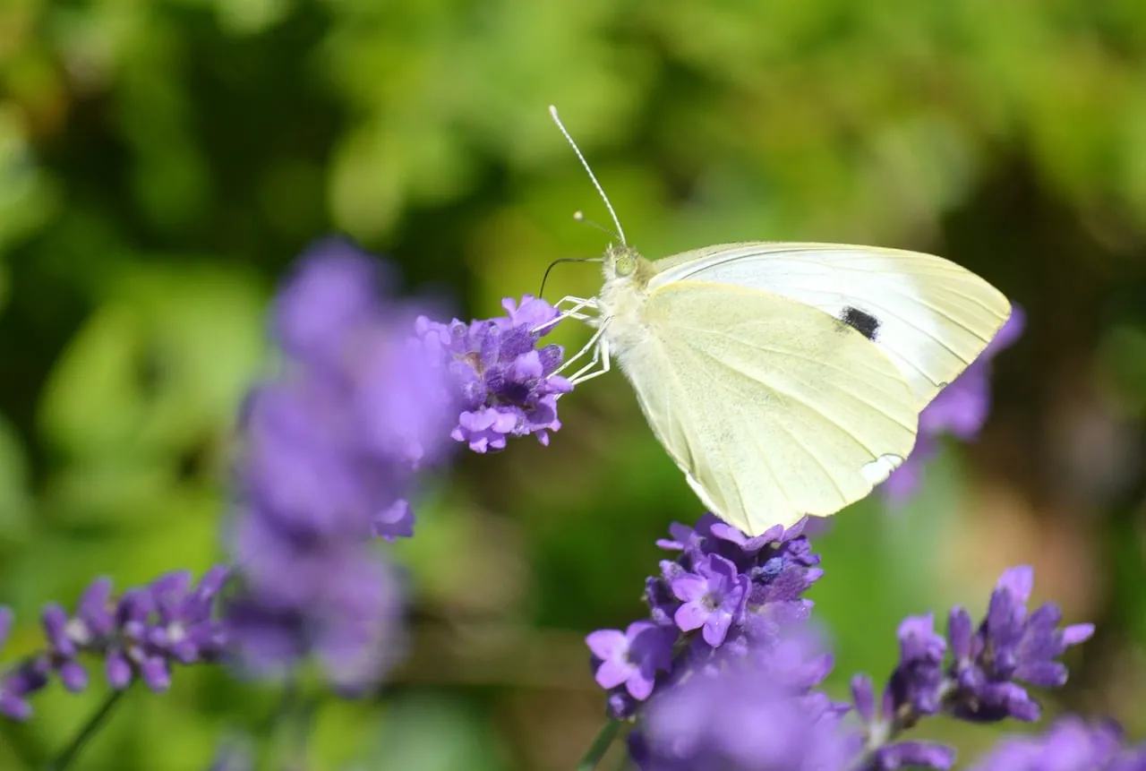 Delicate White Butterfly Sips Nectar from Vibrant Lavender