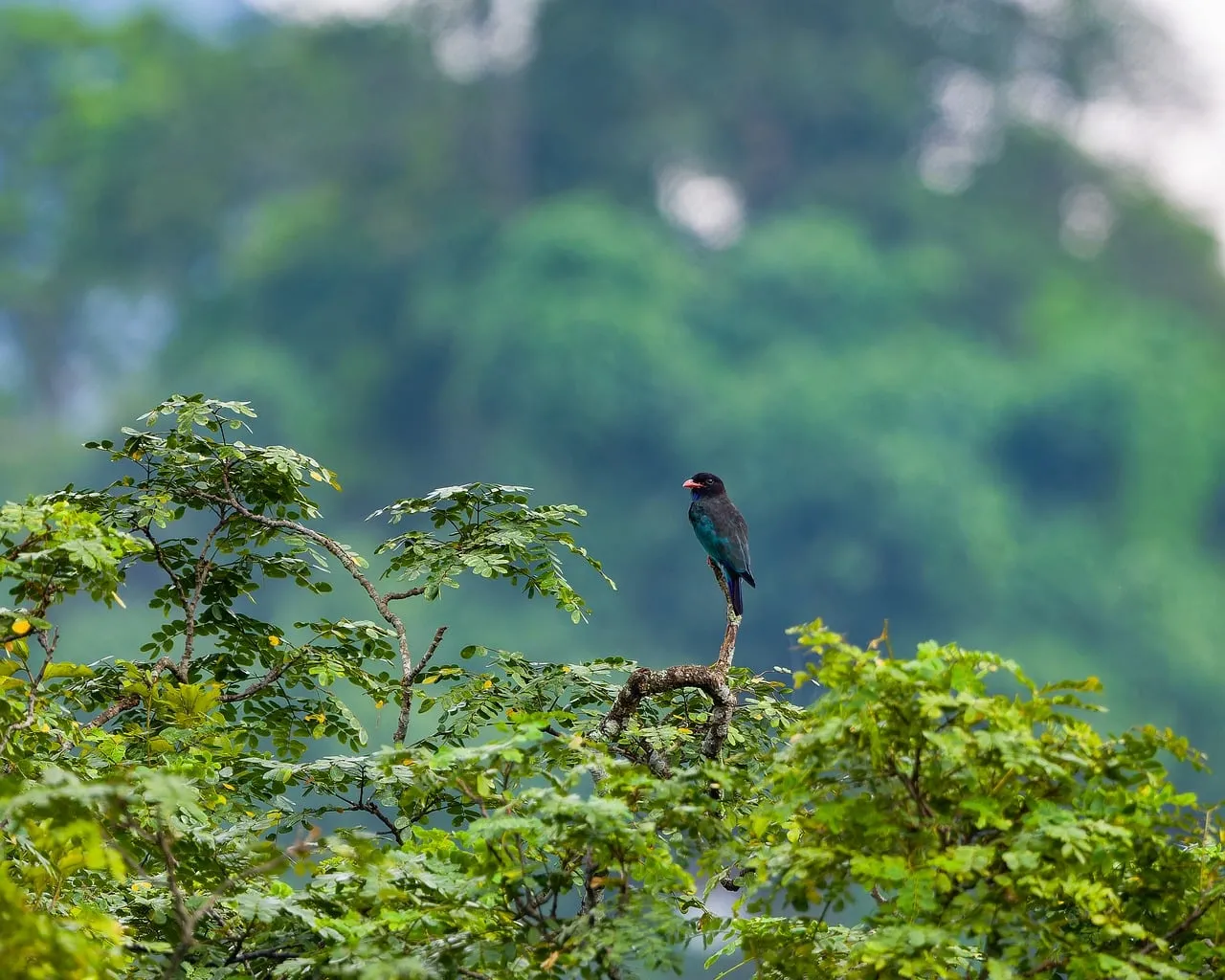 Vibrant Woodland Bird Perched on Branch in Lush Forest