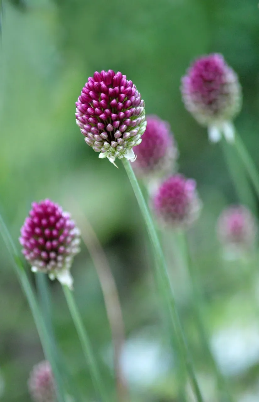 Vibrant Drumstick Allium: Captivating Purple Blooms in Summer Garden