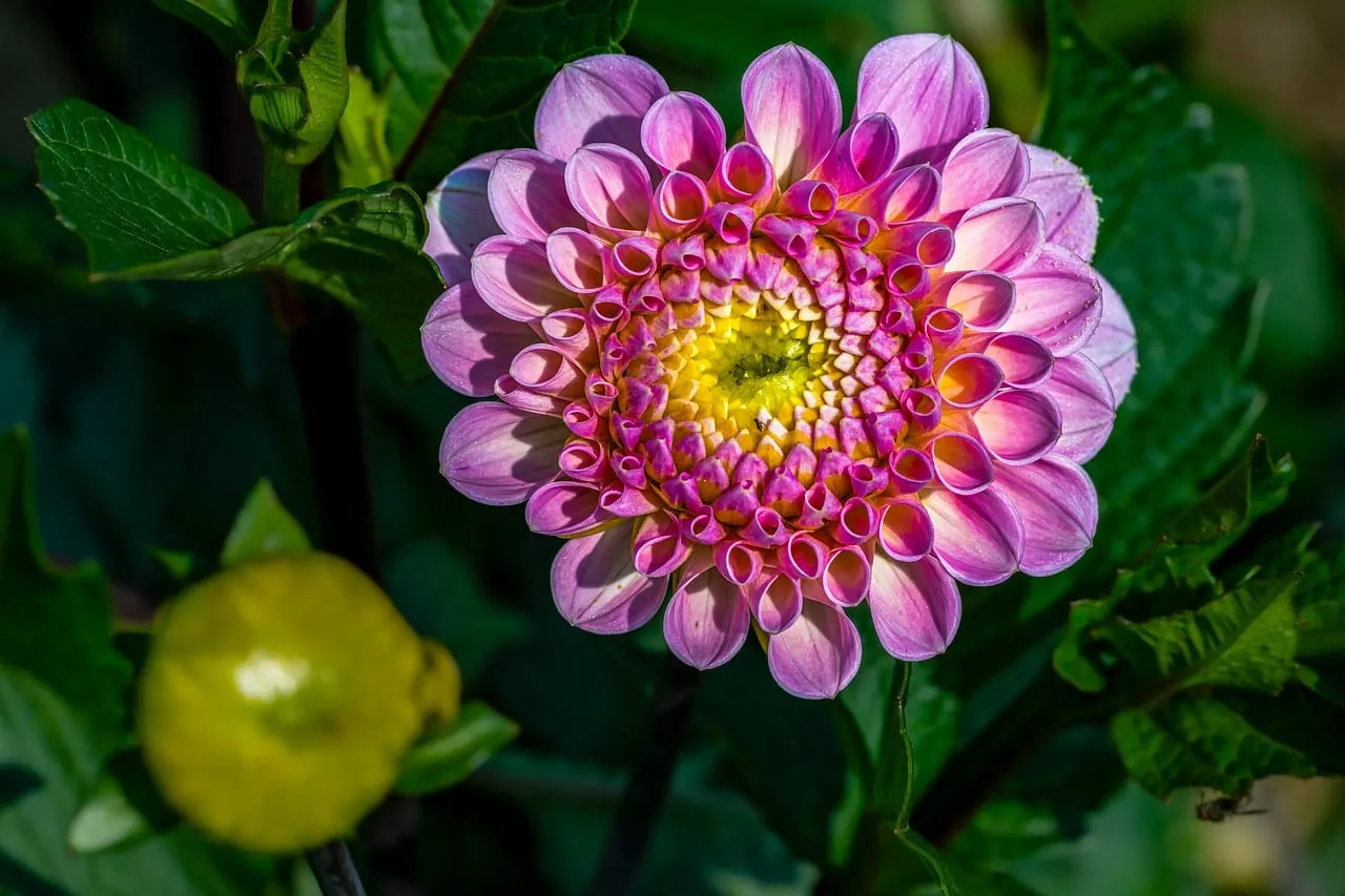 Vibrant Pink Dahlia Bloom: A Close-Up of Nature's Artistry