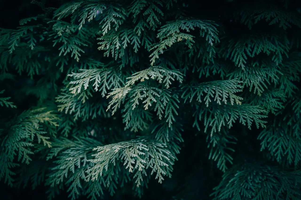Enchanting Dark Green Conifer Forest Wallpaper