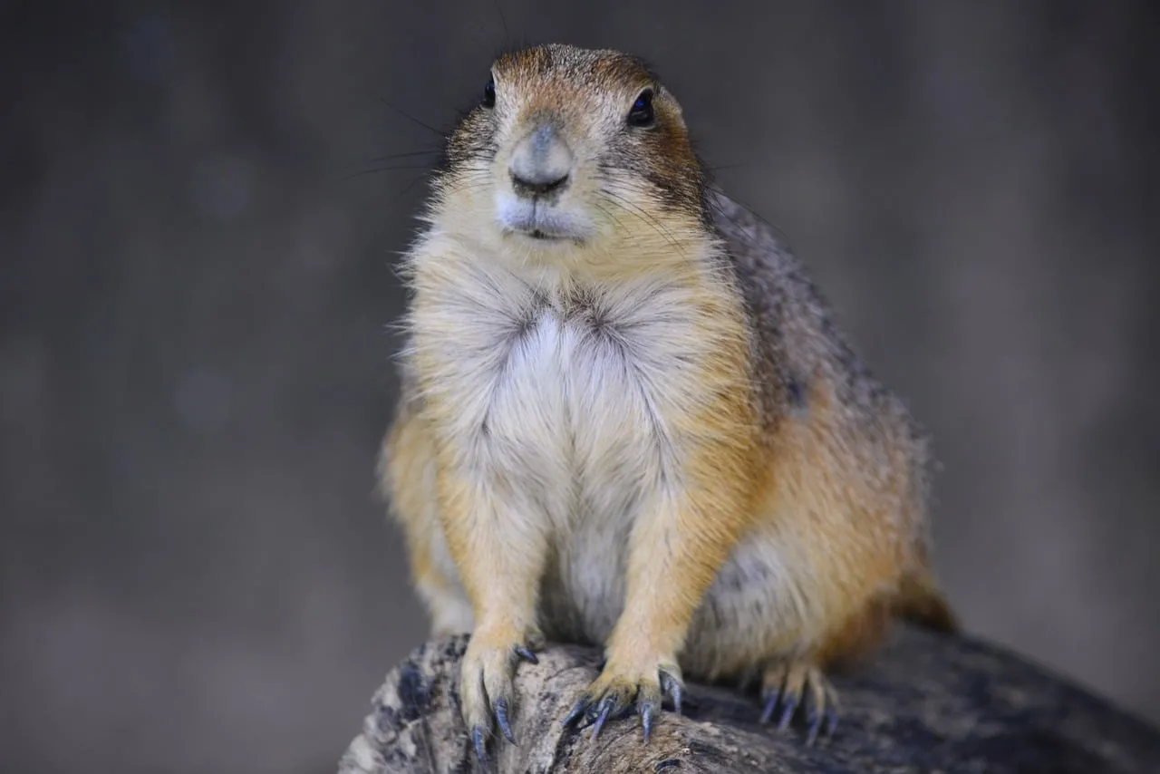 Charming Prairie Dog: Wild Mammal in Natural Habitat
