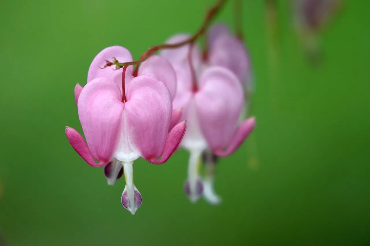 Stunning Bleeding Heart Macro: Nature's Pink Masterpiece