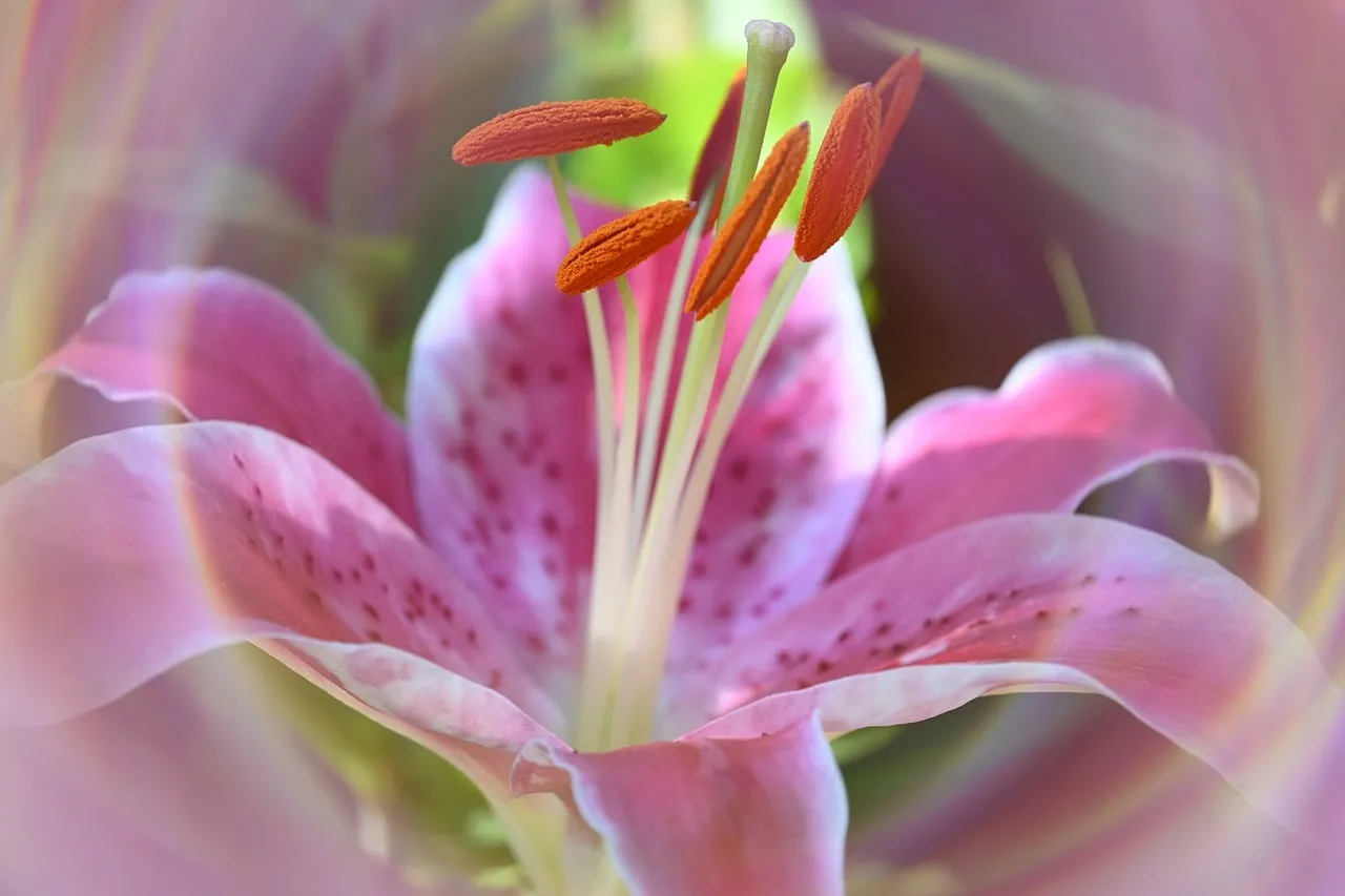 Vibrant Pink Lily: Nature's Delicate Spring Blossom