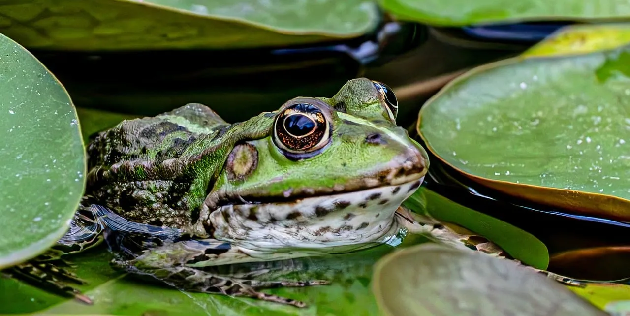 Vibrant Green Frog on Lily Pad: Macro Nature Beauty