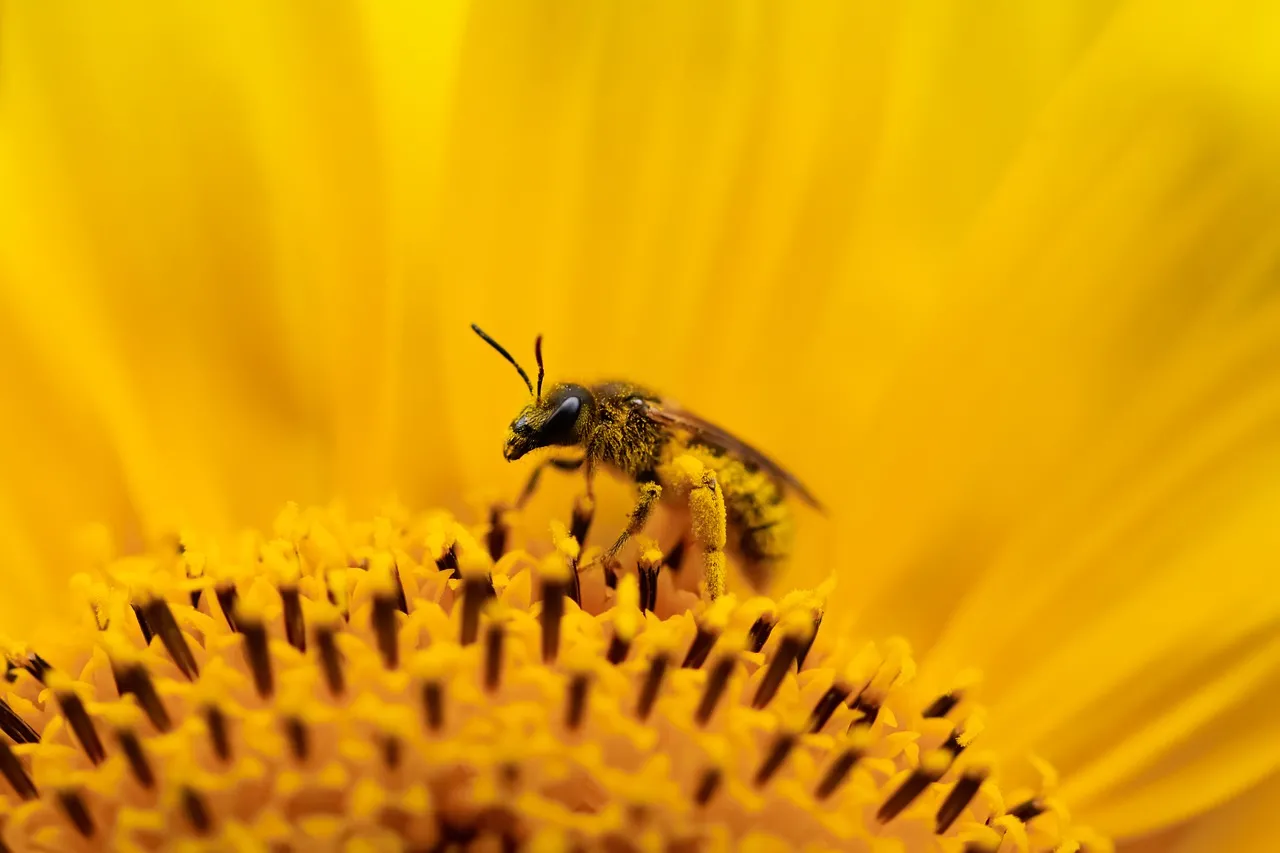 Vibrant Macro: Honey Bee on Golden Sunflower
