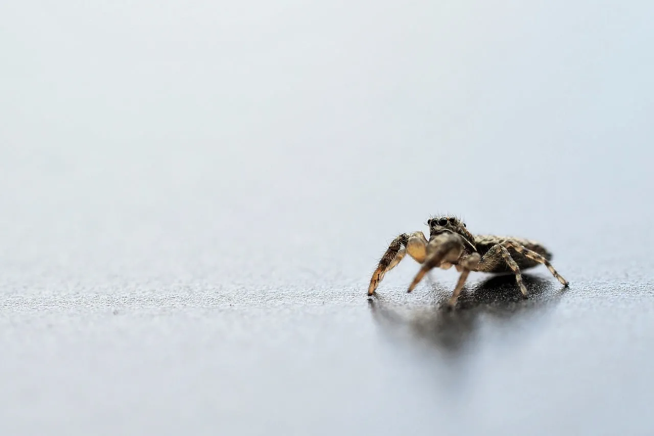 Intricate Macro: Hairy Jumping Spider on Reflective Surface