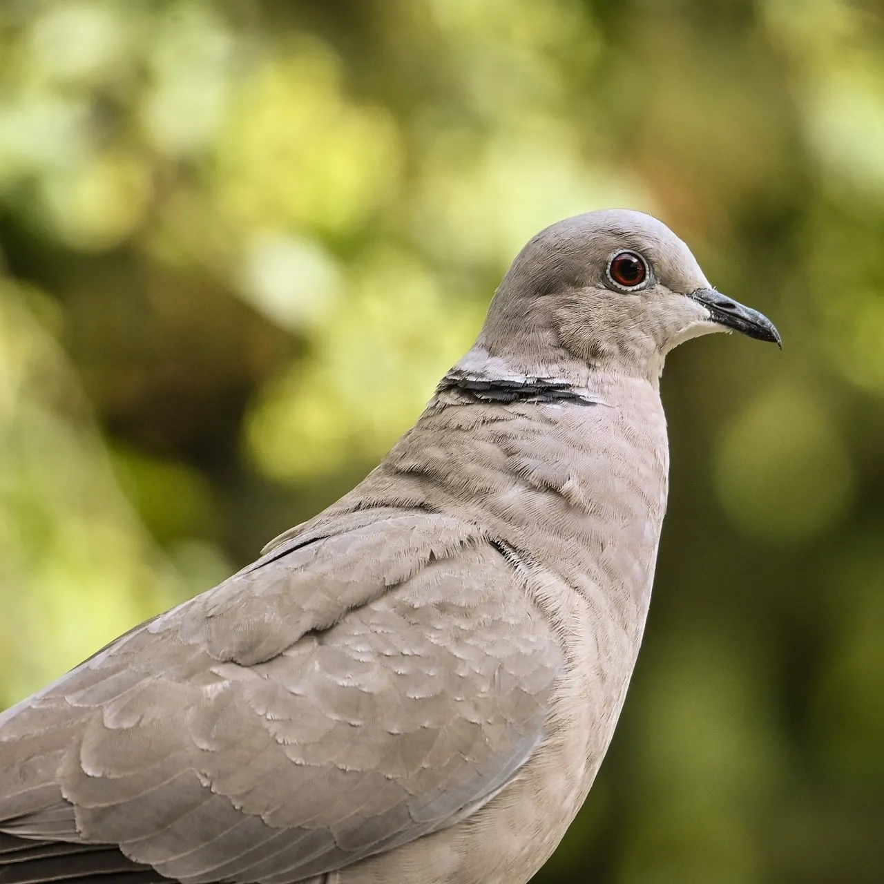 Captivating Gaze: Wild Dove's Detailed Portrait
