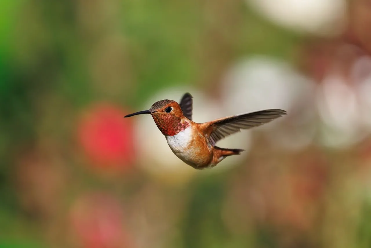 Vibrant Rufous Hummingbird in Mid-Flight: Nature's Aerial Jewel