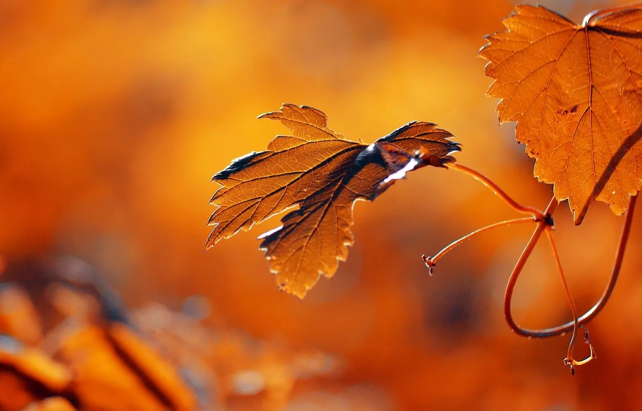 Vibrant Autumn Leaf: Nature's Golden Hour Tapestry
