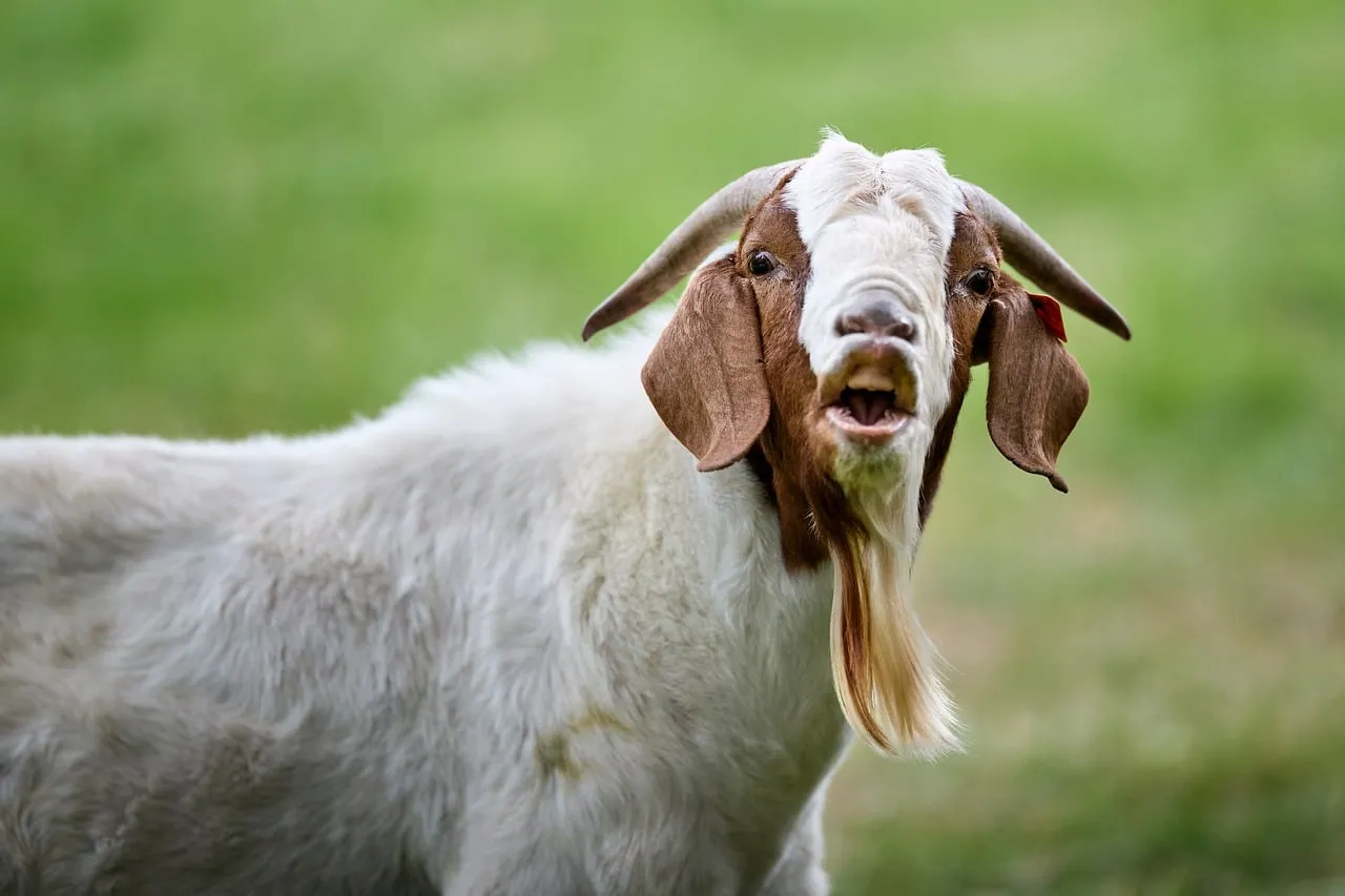 Expressive Goat Bleats in Lush Green Field