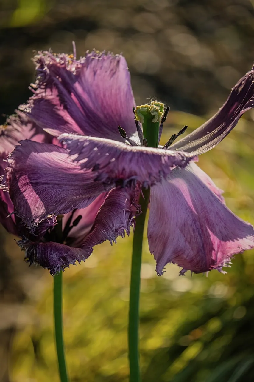Fragile Beauty: A Wilted Purple Tulip in Golden Light