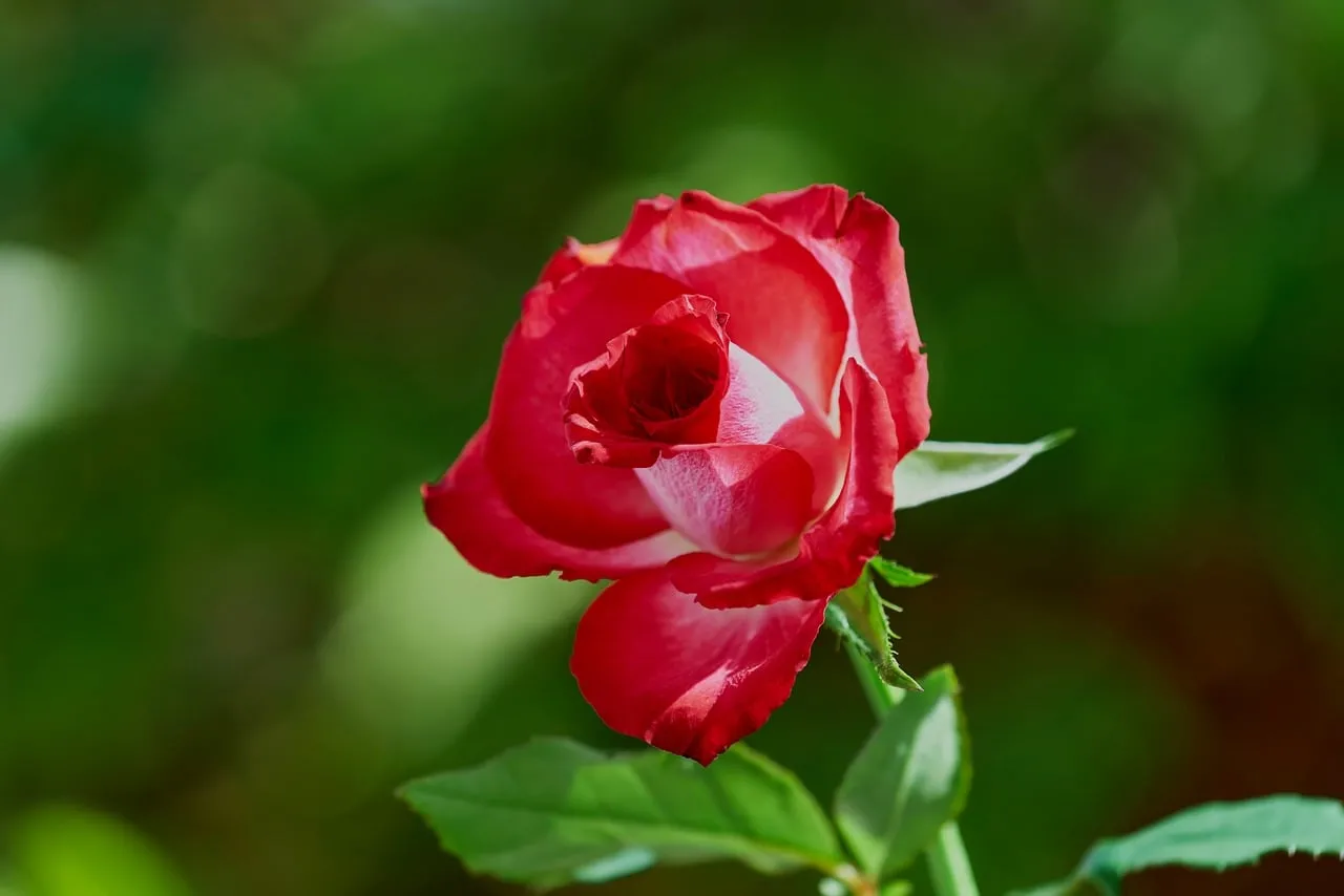 Vibrant Bicolor Rose: A Captivating Blossom in Nature